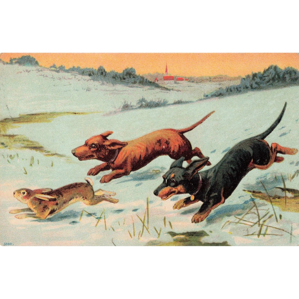 Dachshund Dogs Chasing Rabbit Winter Snow Antique Postcard 1909 Allentown PA - Picture 1 of 2
